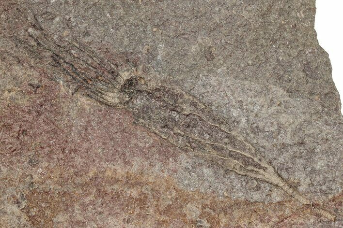 Fossil Eocrinoid (Ascocystites) - El Kaid Rami, Morocco #305129